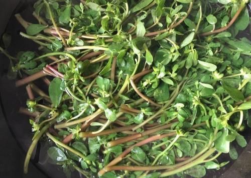 春天了，5样“野菜”别错过，包成饺子，鲜嫩美味，很好吃