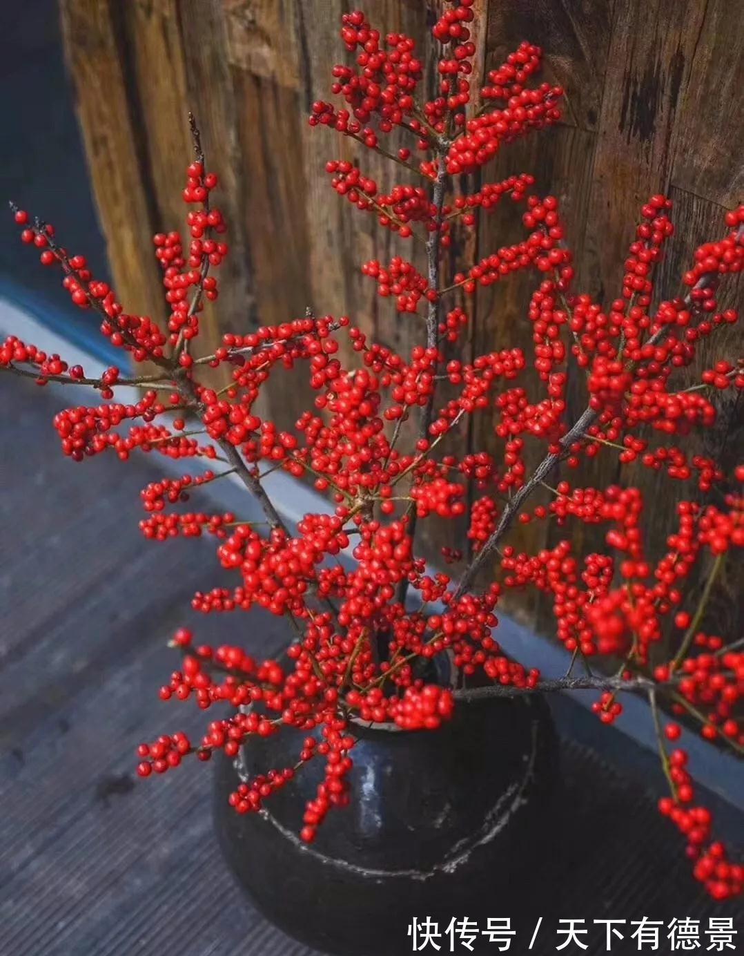冬青|此种坚强花,专挑寒冬开,红果挂满枝,十分吉祥的年宵花