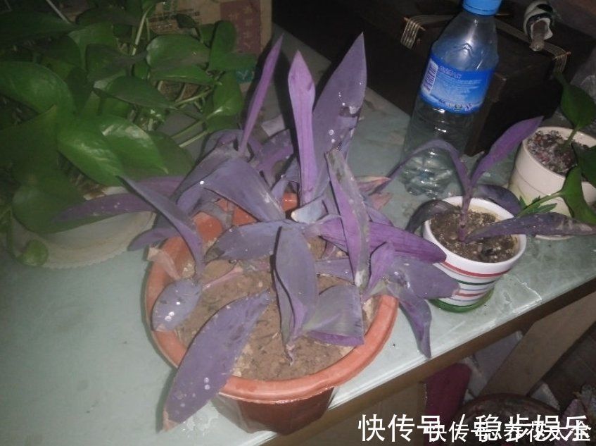 阳台上|紫竹梅紫得高贵,忽略一件事,叶子变成“丑陋绿”,太难看