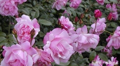 关键|婆婆养月季只选一种,好养抗性强,关键“爱”开花,比养欧月实在