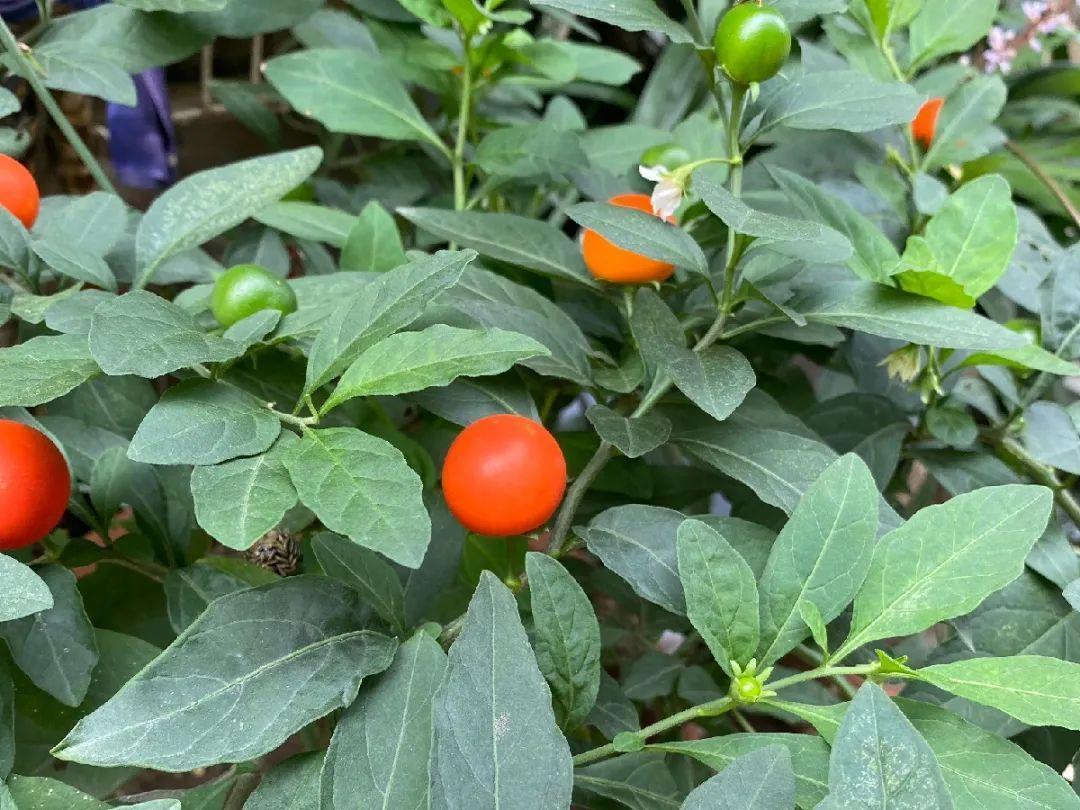 有毒性|20种有毒花,出门别乱摘,有小孩的特别注意