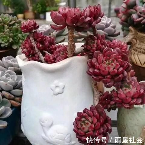 多肉|养多肉3年顺风顺水,多亏选了这6种大普货,现在全是大老桩