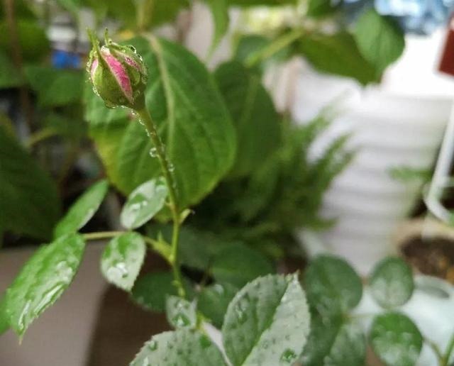 5种“药”，过期也不要扔，兑水浇花，保花不生“虫和病”