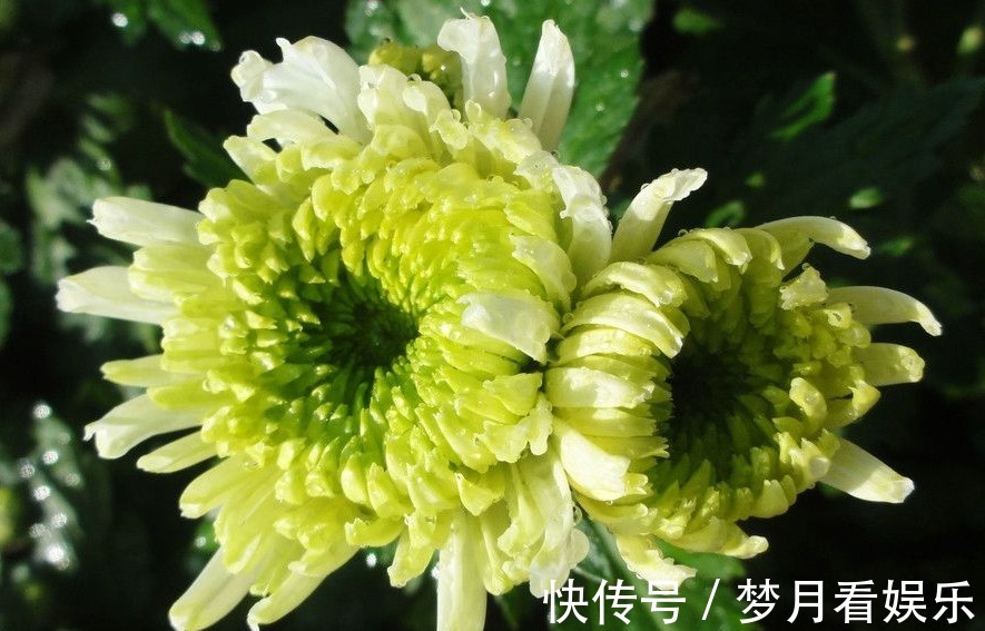 珍稀名菊|喜欢菊花，不如养盆“珍稀名菊”绿窗纱影，似美人秀发，纱影舞魅