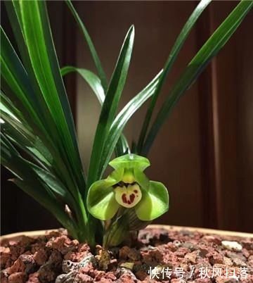 旧土|兰花“病央央”,教你几招,瞬间恢复生机,开花多多