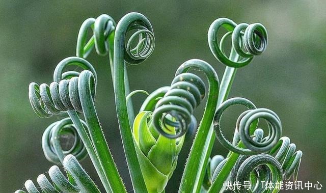 不按套路生长的多肉,最后一个竟撞脸弹簧_星图看多肉!