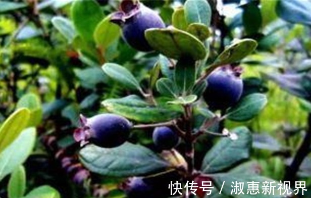 乌饭子润肺止咳、开胃消食,只需掌握四点,收获高产优质的乌饭子