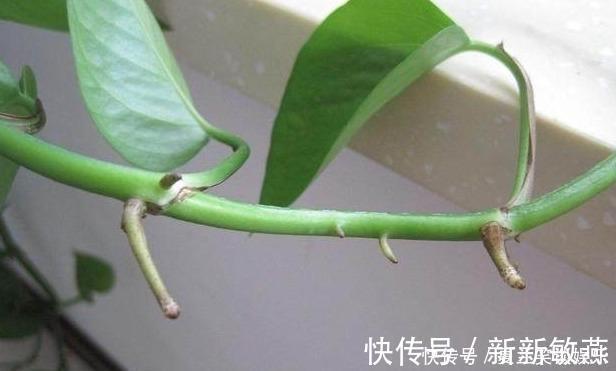 绿萝的“小阀门”,打开后就疯长!叶子油绿,7天长成一大盆