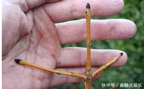 养花|用以下食物养花,撒一把根壮叶绿蹭蹭疯长,一年到头不生虫