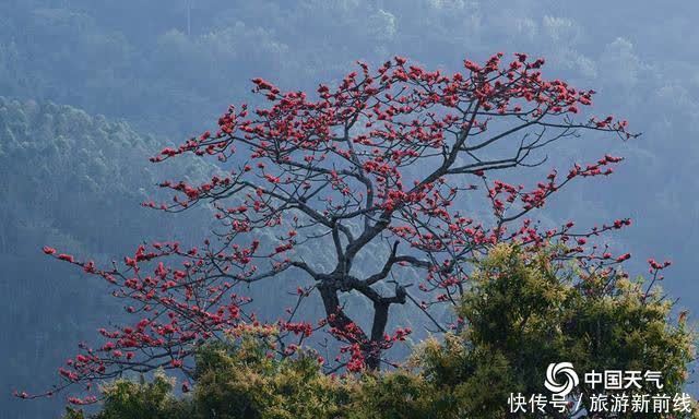 木棉花|海南昌江：木棉花进入盛开期 花朵绽放红似火