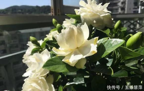 这6种花儿爱吃酸，每月1勺“酸水”，花苞满盆看不见叶