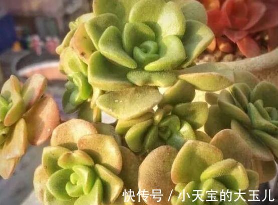 植株|喜欢养多肉就养这种带香气的百合莉莉