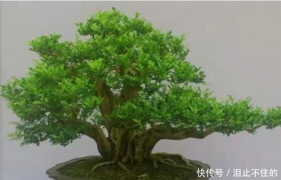 盆景十大名贵树种,你认识几种!
