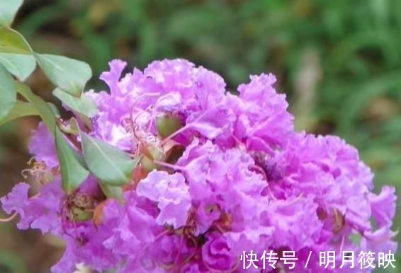 紫薇花紫薇花|3种“室内花”好看又好养,一月不管也能赏花,还去异味、吸烟尘