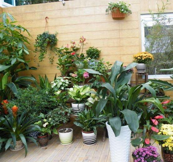 4种''路边垃圾''不简单,带回家处理好养花,啥肥料都不再缺了