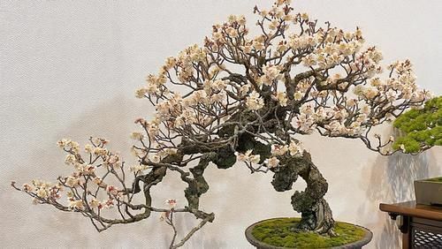 小诀窍|养花的9个小诀窍,养花时,使用这些诀窍,帮助你成为养花高手