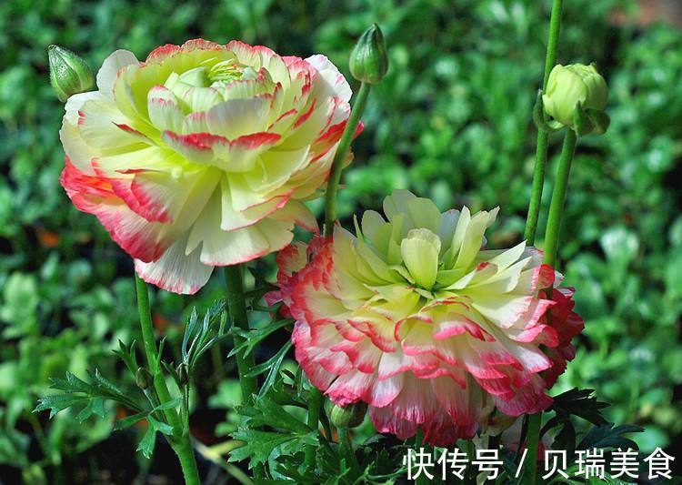 令人无法拒绝的花卉盆栽,实在很美丽,你清楚嘛