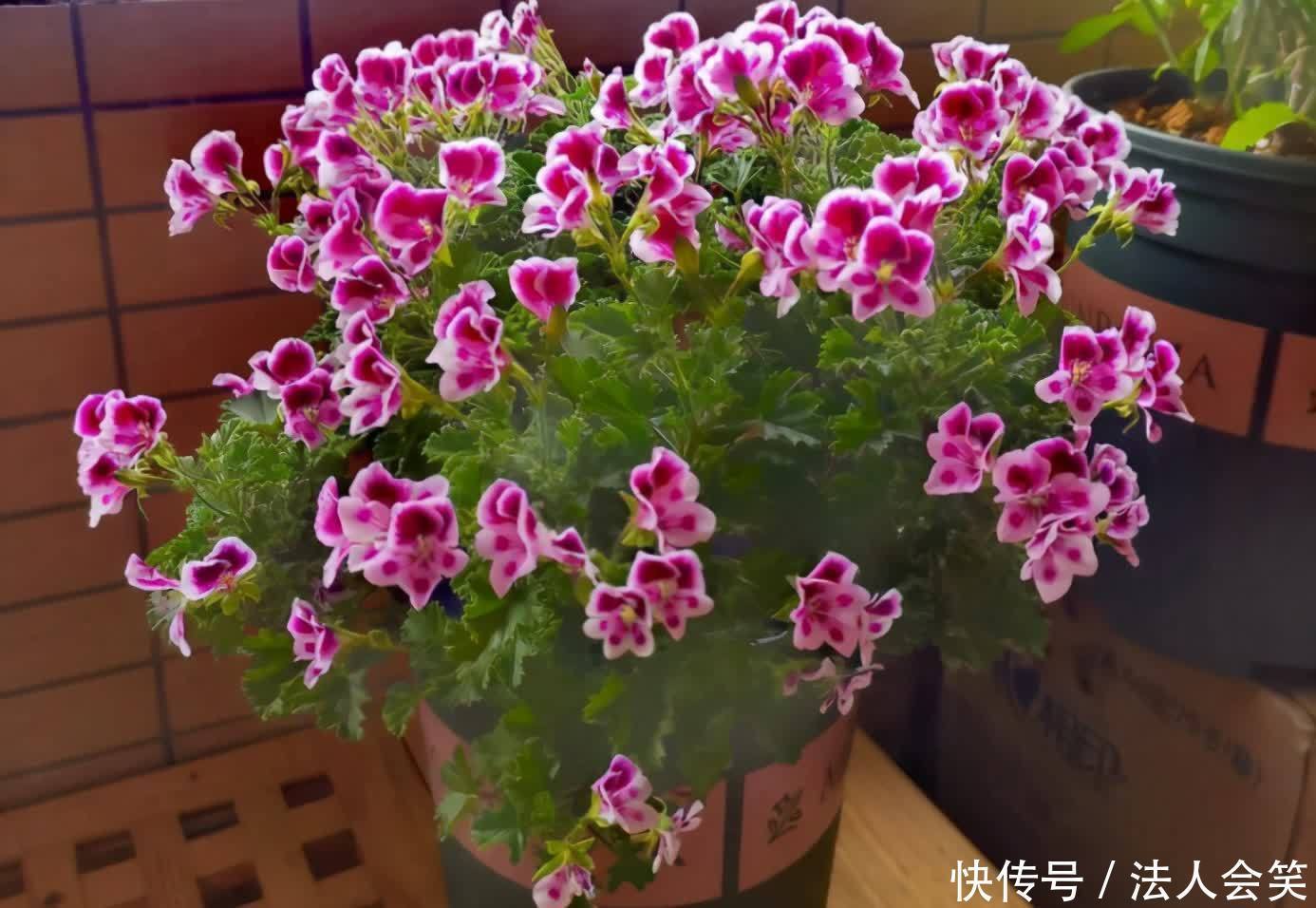 花友们|为什么有人养花能事半功倍？诀窍就是多实践这3点