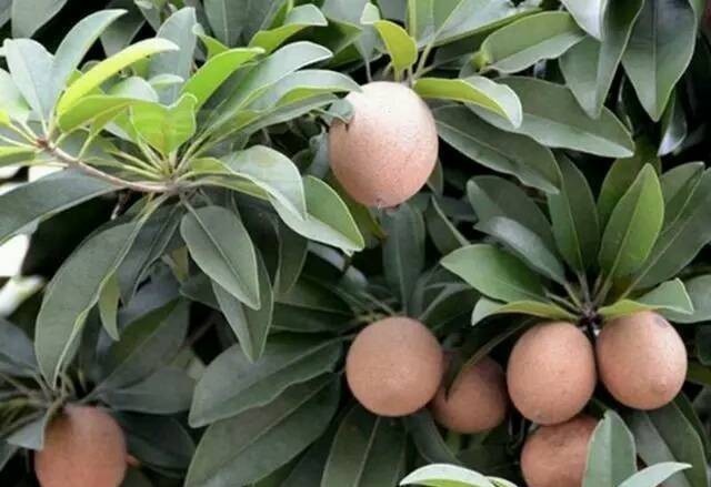 农村山上有一种果子长在树上,“鸡蛋”,市面上价值80元一斤