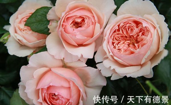 阳台上|养月季多年,筛选出8种灌木月季,适合阳台栽培,开花能力好