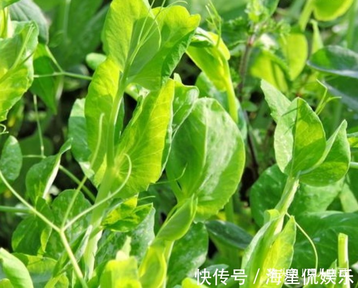 龙须|龙须菜消除疲劳，养眼护肤，掌握四点，种出美味营养的龙须菜来