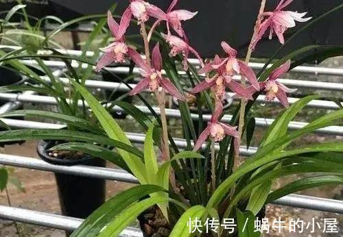 浇水|养兰花,不能太“娇惯”,像这样给它点“危机感”,开花香又多