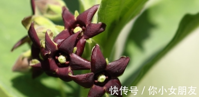 一般人都不告诉,除夕过后多养吉祥花,富贵平安,酱香四溢还开胃