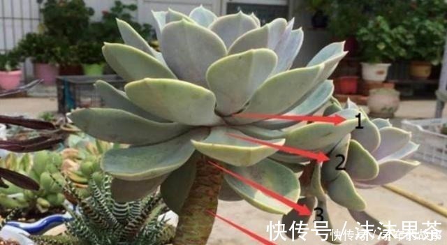 多肉植物|这4种情况要给多肉“砍头”，注意5点，1棵变2棵还带爆头效果！
