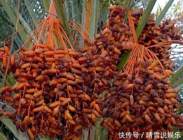 沙漠面包|建议中老年人少吃鸡鸭鱼,若不缺钱多吃这几物,好吃不贵有营养