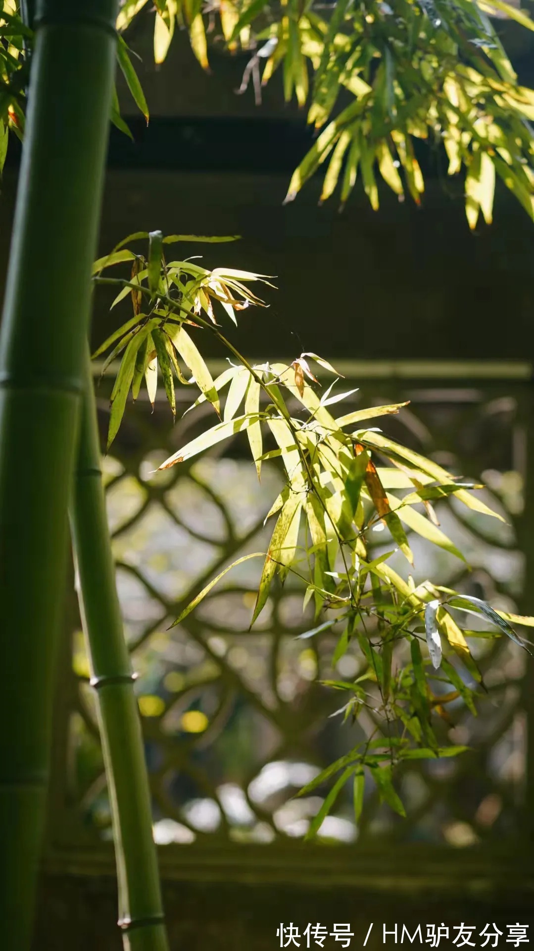 一叶知秋|一叶知秋，乌镇秋天的第一波美图，谁看谁心动