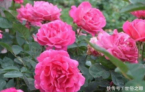 这3种花，阳台养一盆，四季都开花，颜值不输牡丹，值得拥有！