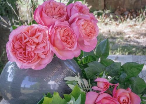 最厉害的生根剂,用来养花,轻松养出大白根,啥花都喜欢