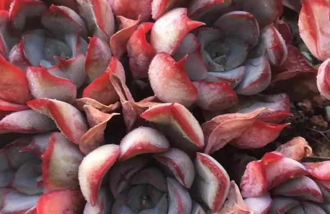 人气较高的8种多肉,天冷越晒越漂亮,越看越喜欢