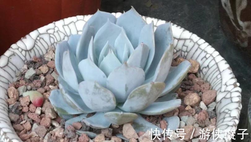 冬日养多肉,怎么防治黑腐病?王大爷:紧抓这3项工作