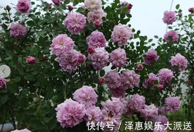 肥料|抓住月季花的“开花季”,做好“1点”,一次开爆“上千朵”