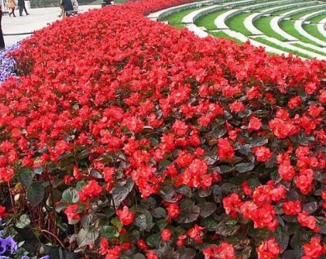 花中仙子四季海棠养护，做好这三点，植株旺，叶色绿，花更红