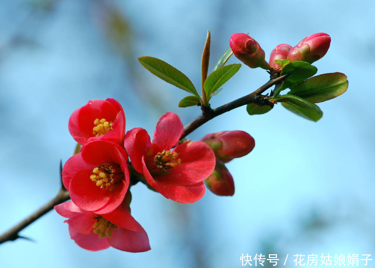 火红的贴梗海棠,种植养护好简单,不用费心管理,开花还多