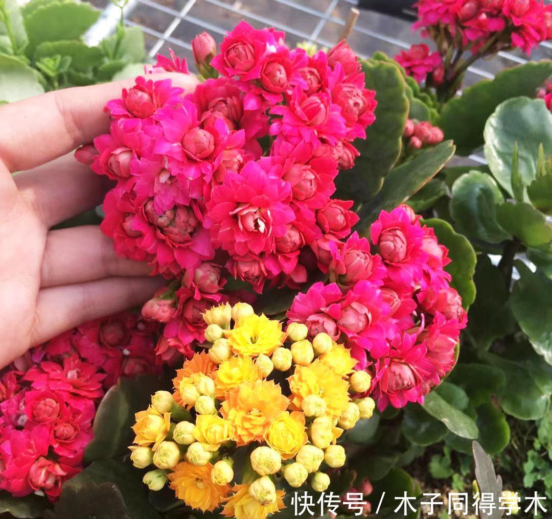 长寿花老不活?5个要点做到,“百分百”成活,长满一阳台花骨朵