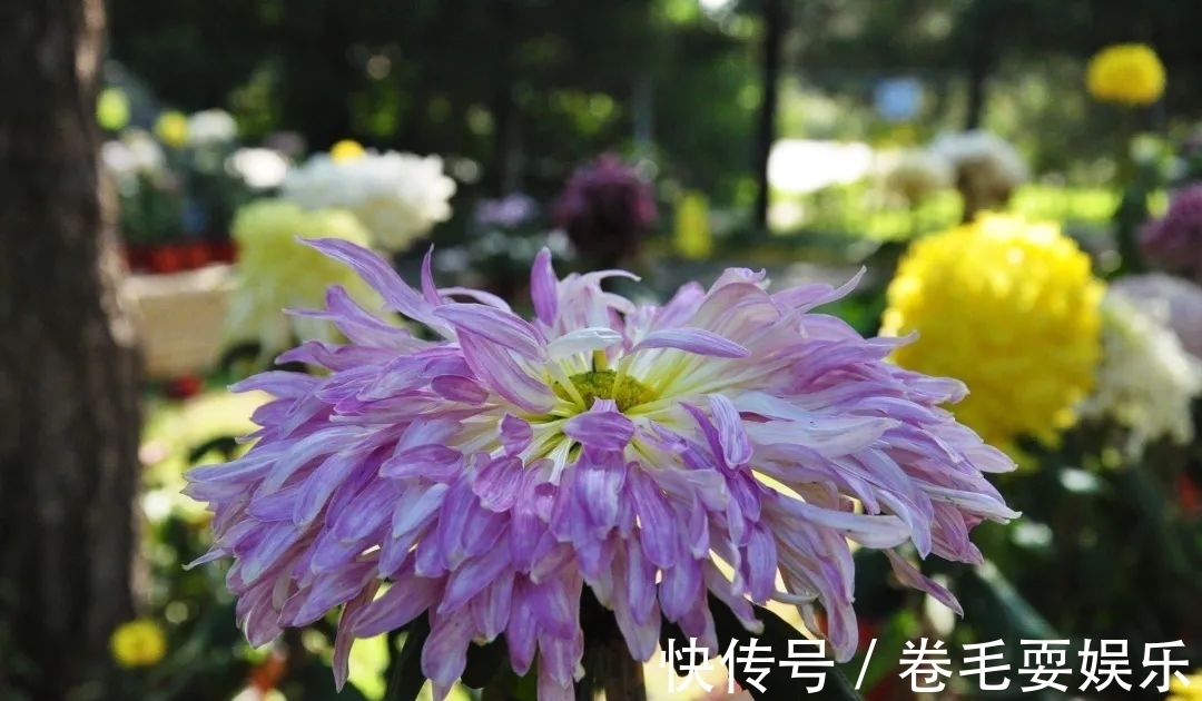 独本菊|心素如简，人淡如菊，植物园里感受菊之意境