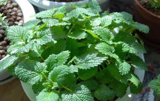 薄荷怎么养才能不枯黄？学习几点小妙招，盆盆绿油油