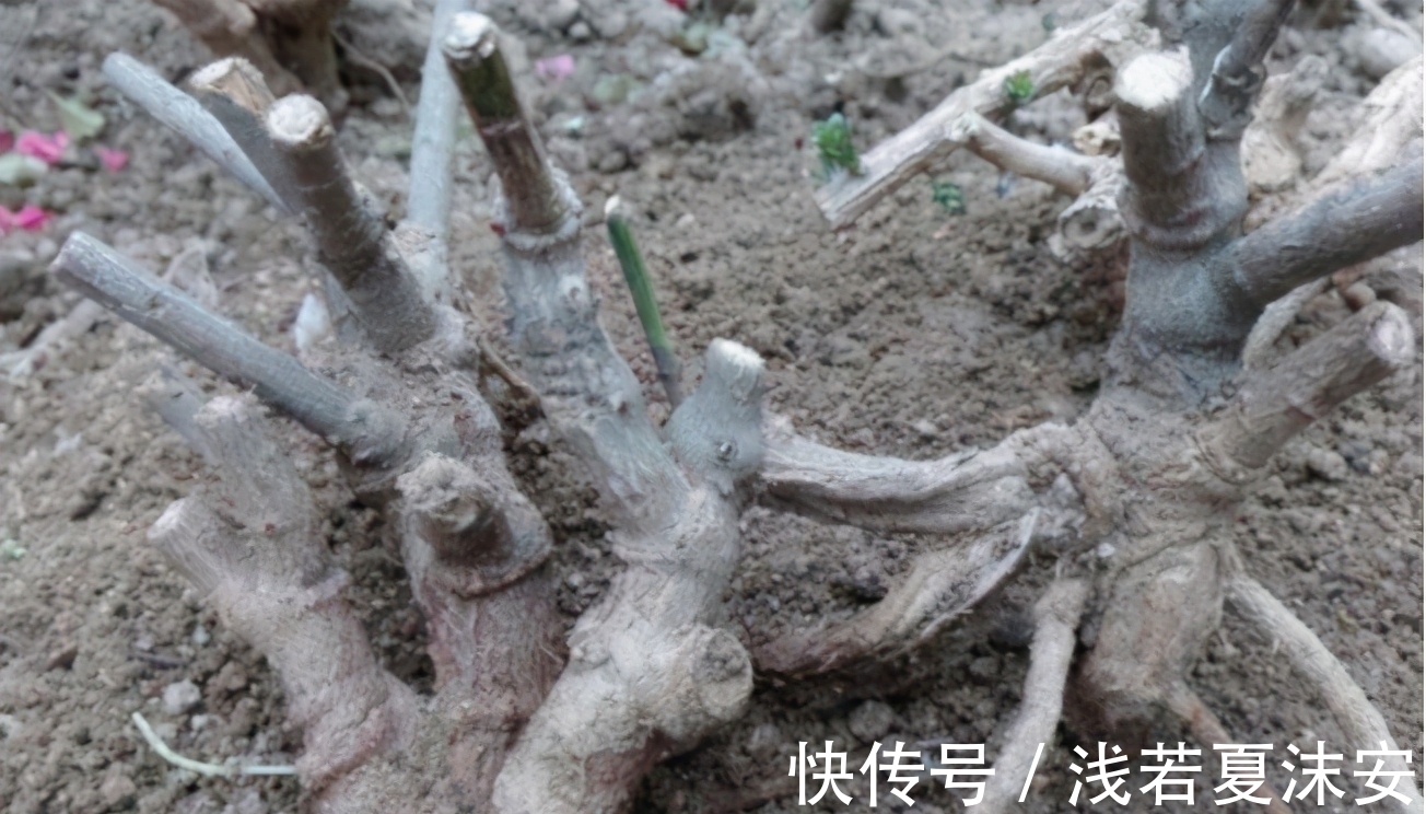 挑战用树桩打造盆景,满足这3要求,个个美如画、增值不少