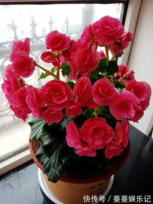 红掌|6种四季开花的植物，选哪一种好呢，听我给你分析