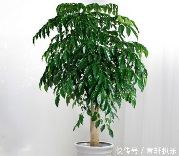 摘心打顶|幸福树怎样养更好看?这样修剪,每年长一层!养出“宝塔树”!