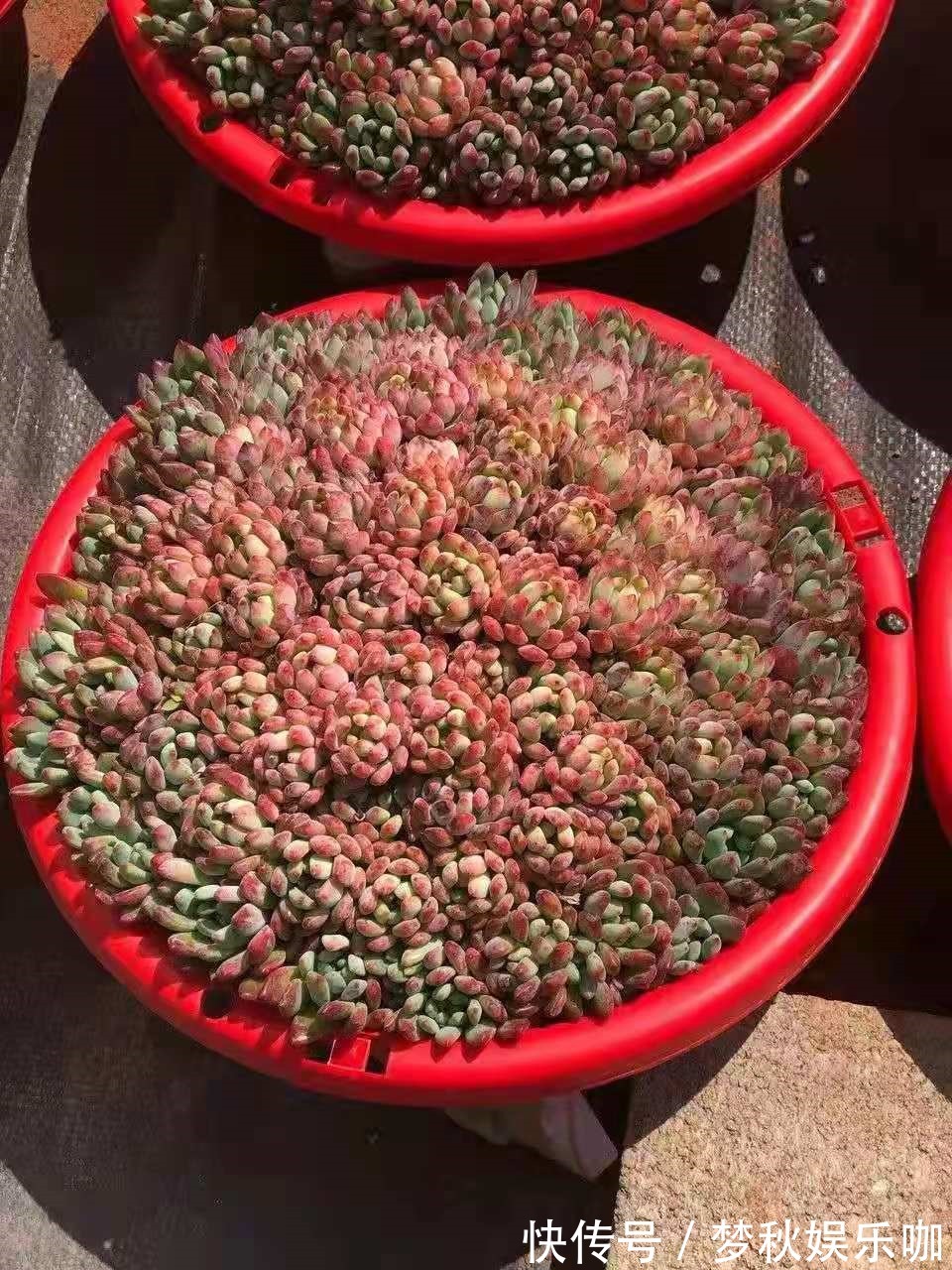 5种漂亮花,喜欢“穷养”,挤在破盆里,能养30年