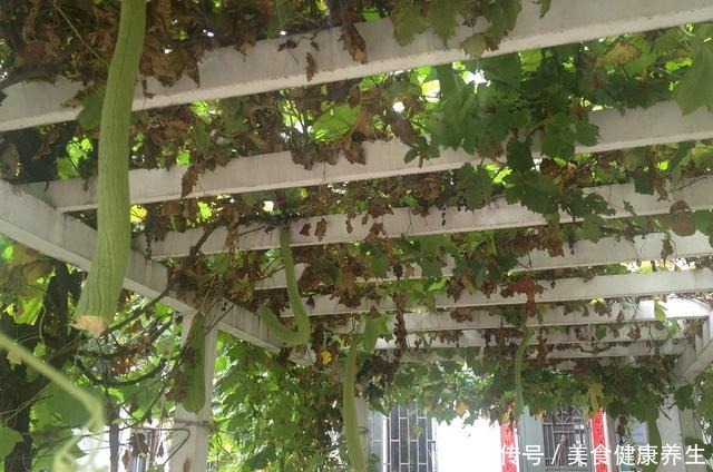 楼顶养花,做好3件事,否则空中花园变“空中危楼”!