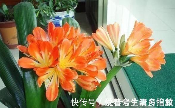 4种花适合夏天养,开花爆盆花期长,家里财运亨通,旺运一整年