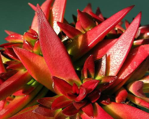 多肉赤鬼城怎么养教你3个小妙招,养出火红艳丽的赤鬼城