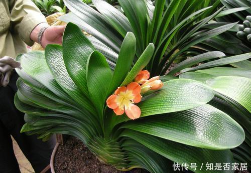 冬天养君子兰,3个动作催一催,叶片挺拔如折扇,开出层叠群花!