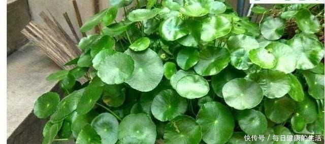 家养铜钱草,财源滚滚来,黄叶也不怕一招爆满家,瓶瓶罐罐全是它!