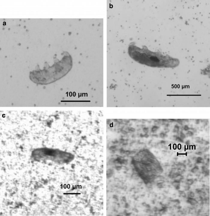 天体生物学 科学家们用子弹击打拥有超强生命力的水熊